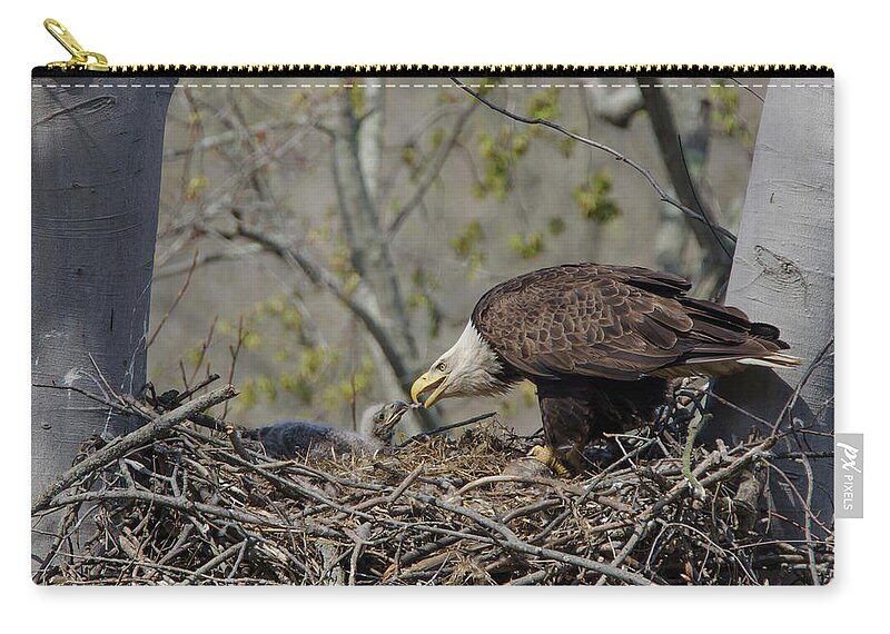 Adult Zip Pouch featuring the photograph Bald Eagle Feeding by Ann Bridges