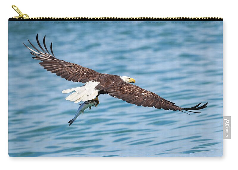 Sam Amato Photography Zip Pouch featuring the photograph Bald Eagle Fishing by Sam Amato