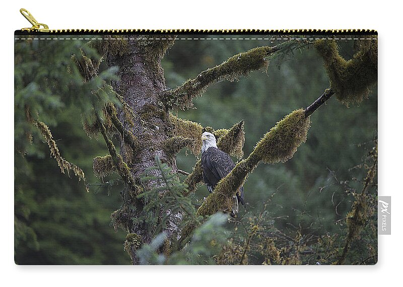 Eagle Zip Pouch featuring the photograph Bald Eagle in Tree of Moss by Bill Cubitt