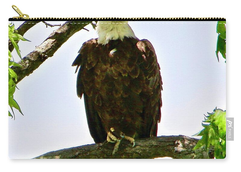 Bald Eagle Zip Pouch featuring the photograph Bald Eagle with an itch by Shawn M Greener