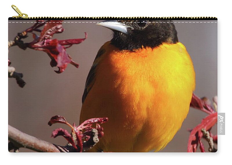 Oriole Zip Pouch featuring the photograph Baltimore Oriole II by Bruce J Robinson