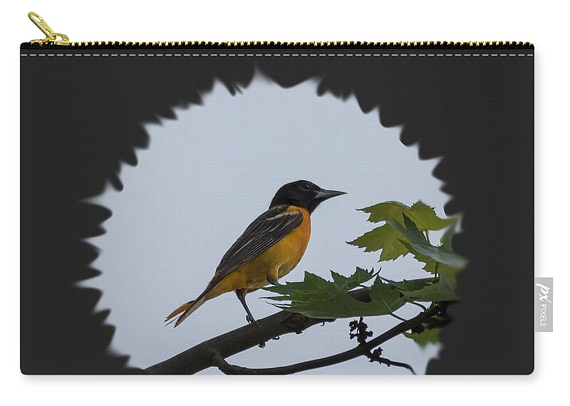 Baltimore Oriole Zip Pouch featuring the photograph Baltimore Oriole by Holden The Moment