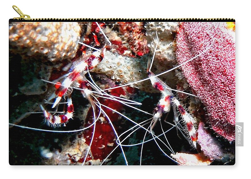 Shrimp Zip Pouch featuring the photograph Banded Coral Shrimp - Caught in the Act by Amy McDaniel