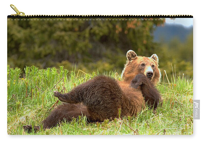 Grizzly Zip Pouch featuring the photograph Banff Showboating Grizzly by Adam Jewell