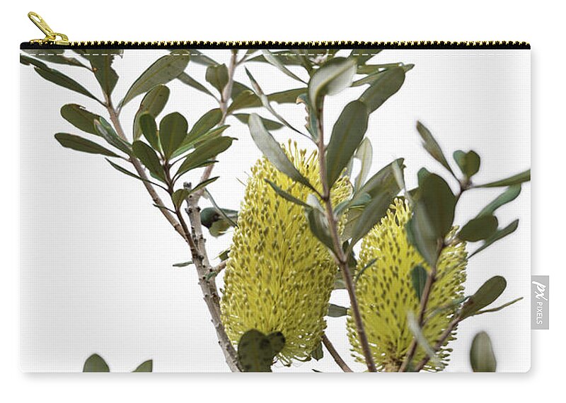 Coastal Banksia Zip Pouch featuring the photograph Banksia SYD02 by Werner Padarin