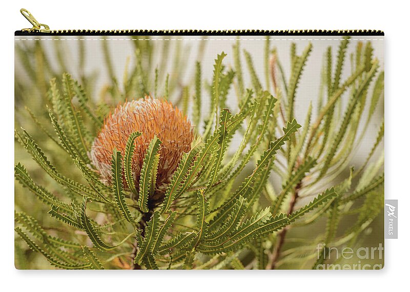 Flora Zip Pouch featuring the photograph Banksia WA02 by Werner Padarin