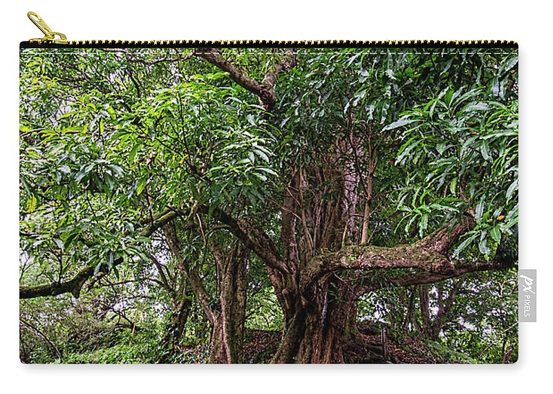 Maui Zip Pouch featuring the photograph Banyan Trees by Baywest Imaging