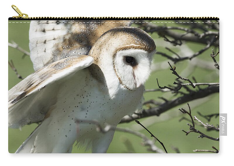 Barn Owl Landing Zip Pouch featuring the photograph Barn Owl Landing by Tracy Winter