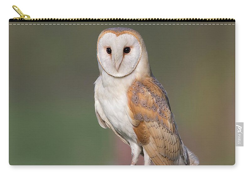 Barn Carry-all Pouch featuring the photograph Barn Owl Perched by Pete Walkden