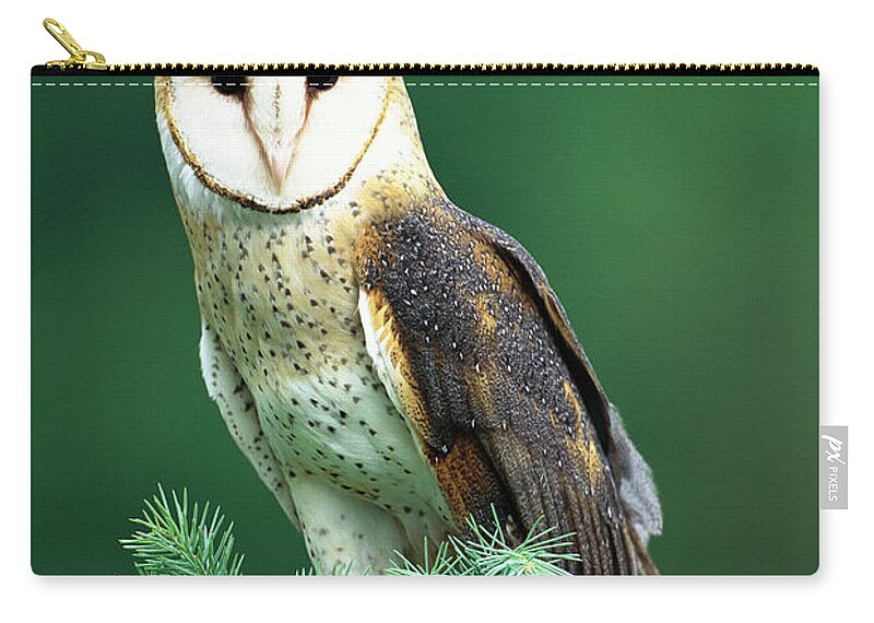 Mp Zip Pouch featuring the photograph Barn Owl Tyto Alba Portrait, Hudson by Tom Vezo