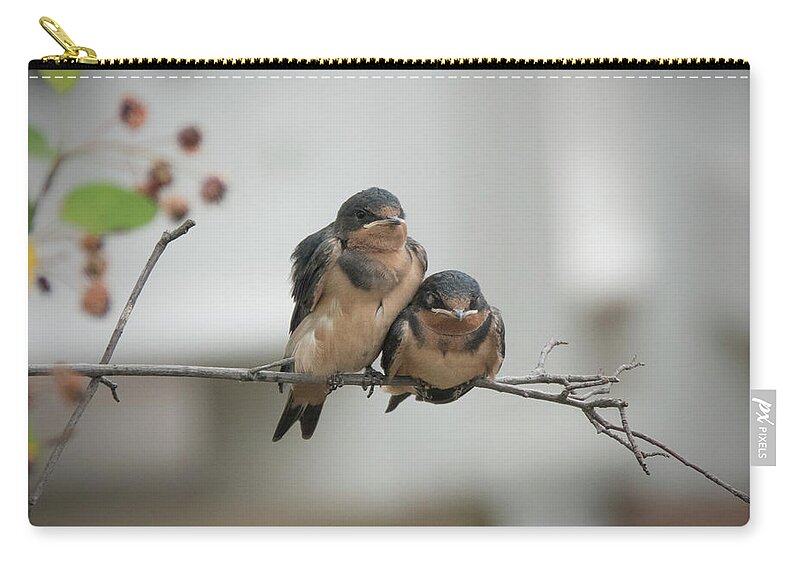 Barn Swallow Zip Pouch featuring the photograph Barn Swallow Fledglings by Jack Nevitt