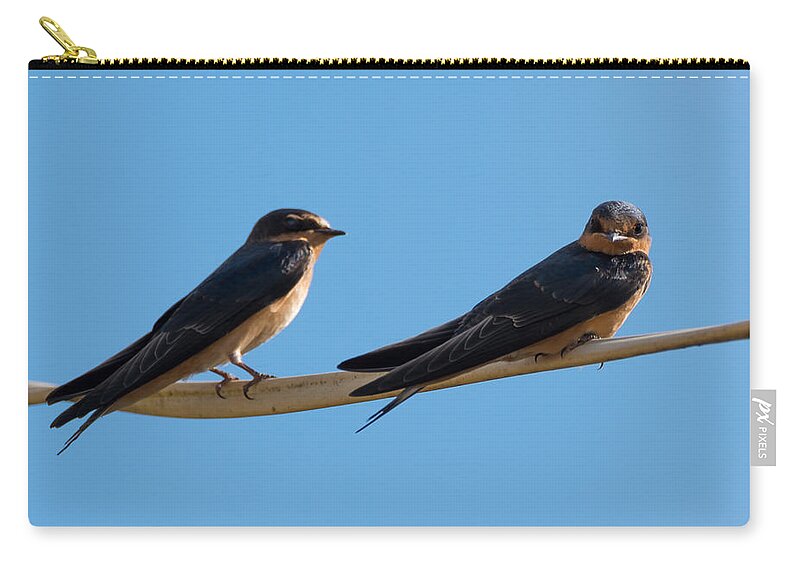 Barn Swallows Carry-all Pouch featuring the photograph Barn Swallows by Holden The Moment