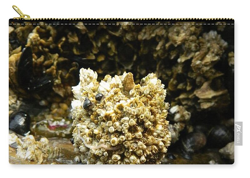 Worms Carry-all Pouch featuring the photograph Barnacle With Worm by Gallery Of Hope 
