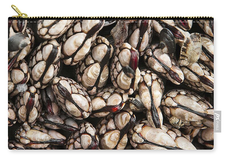 Barnacles Zip Pouch featuring the photograph Barnacles by Robert Potts