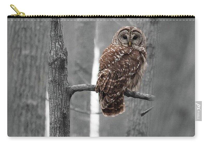Barred Zip Pouch featuring the photograph Barred Owl in Winter Woods #1 by Paul Rebmann