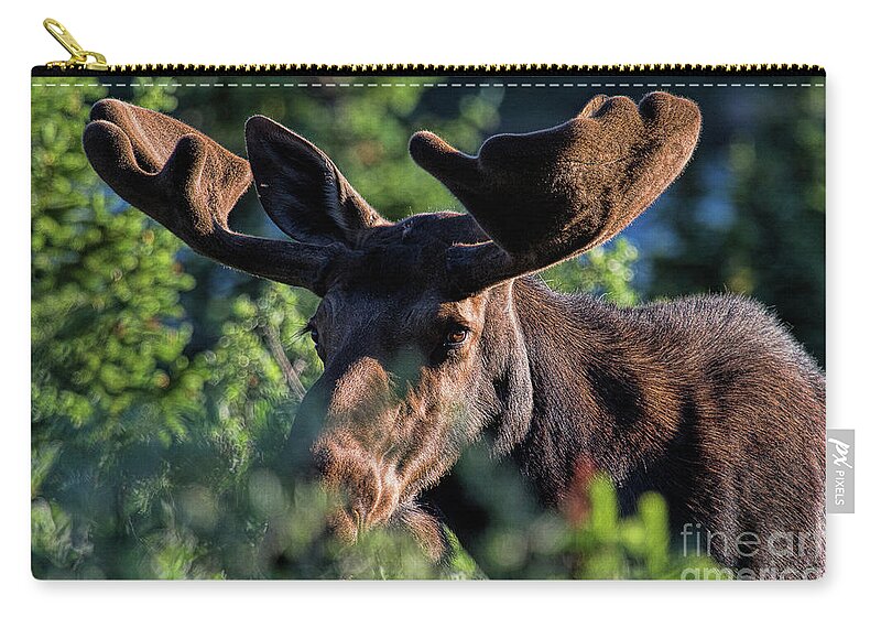 Moose Zip Pouch featuring the photograph Bashful by Jim Garrison