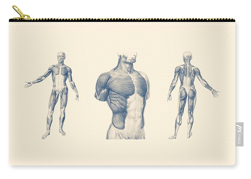 Muscles Zip Pouch featuring the mixed media Basic Muscular System - Multi-View - Vintage Anatomy Poster by Vintage Anatomy Prints