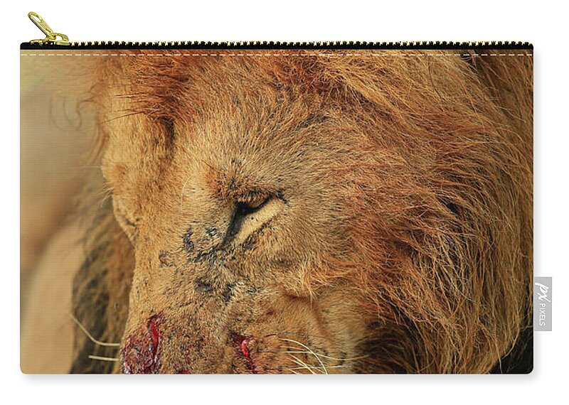 Lion Zip Pouch featuring the photograph Battered but not Beaten by Steven Upton