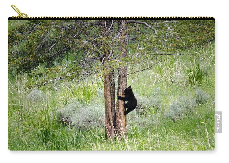 Animals Zip Pouch featuring the photograph Bear cub in tree by Crystal Wightman