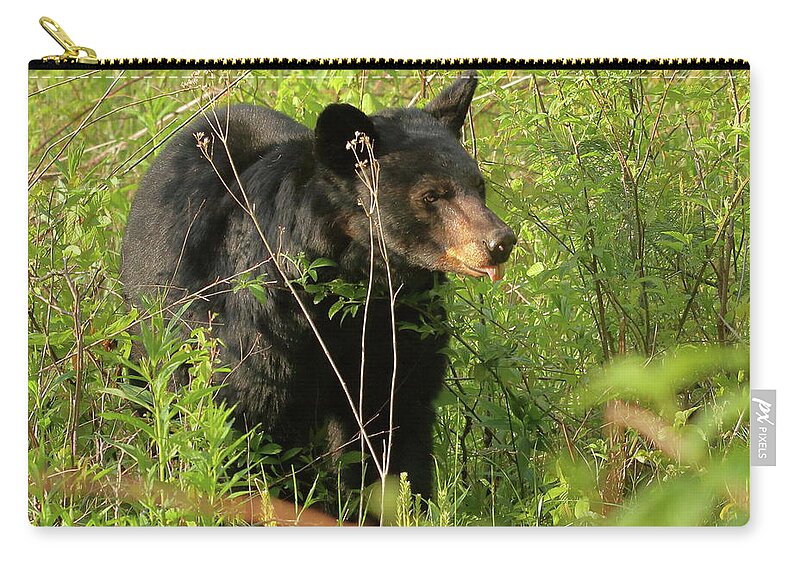 American Black Bear Zip Pouch featuring the photograph Bear in the grass by Coby Cooper