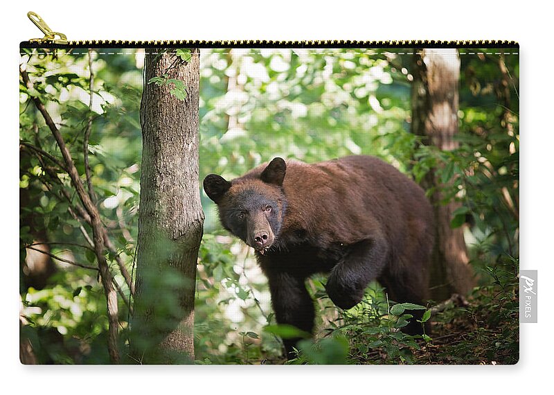 Wildlife Zip Pouch featuring the photograph Bear in the Woods by Eilish Palmer