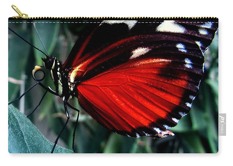 Butterfly Zip Pouch featuring the photograph Beautiful Butterfly by Cesar Vieira