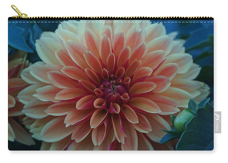 Flowers Zip Pouch featuring the photograph Beautiful Dahlia 3 by Dimitry Papkov