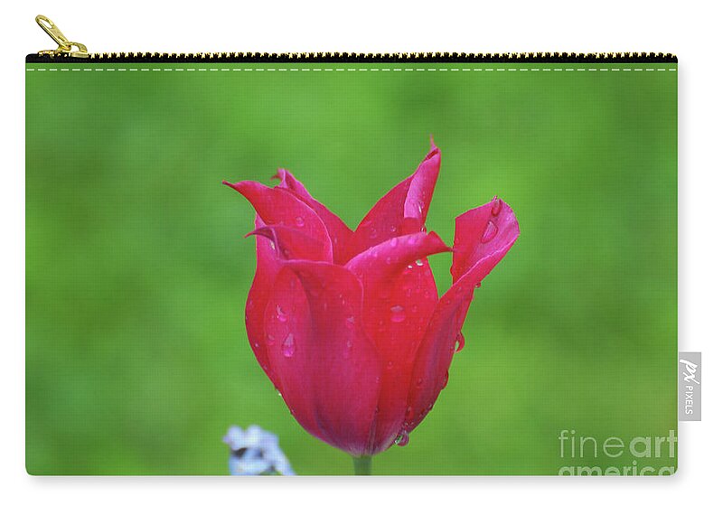 Tulip Zip Pouch featuring the photograph Beautiful Dark Pink Flowering Tulip in the Spring by DejaVu Designs