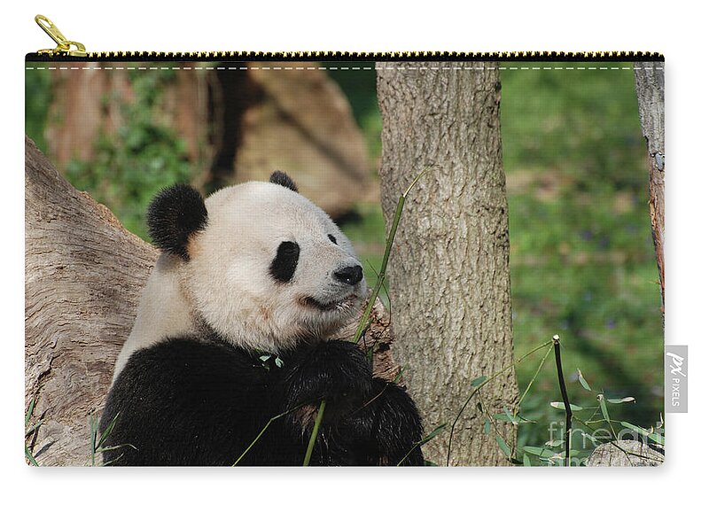 Panda Zip Pouch featuring the photograph Beautiful Giant Panda Bear in the Wild by DejaVu Designs