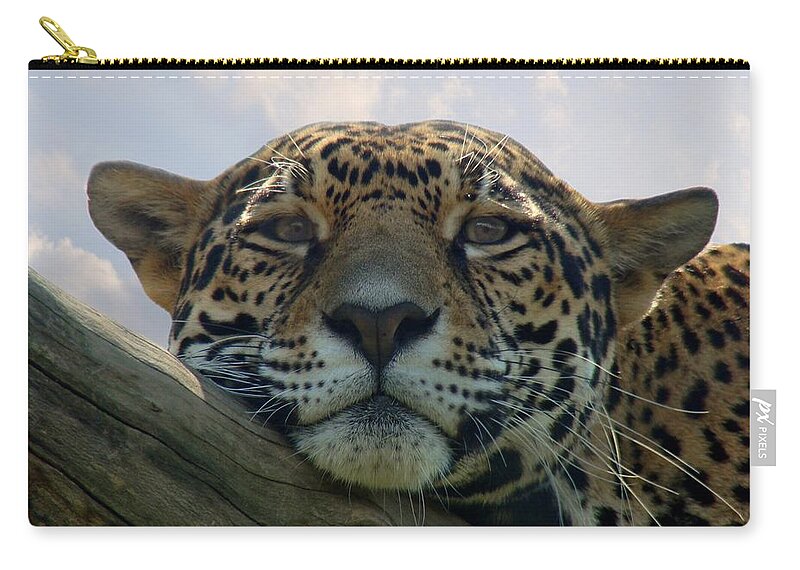 Jaguar Zip Pouch featuring the photograph Beautiful Jaguar by Sandy Keeton