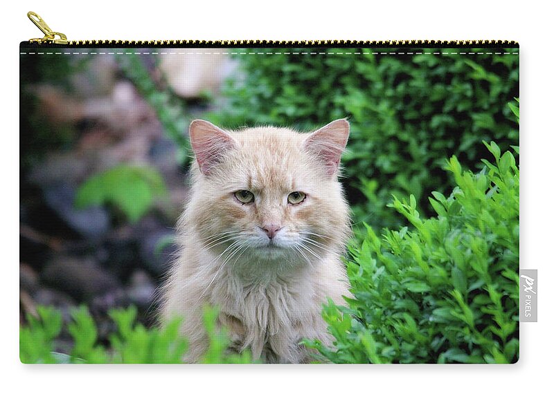 Cats Zip Pouch featuring the photograph Beautiful Kitty by Trina Ansel