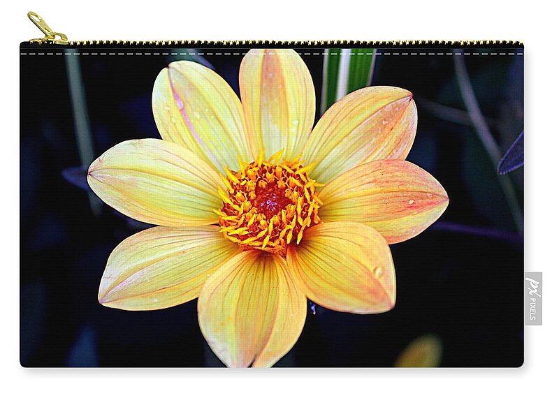 Yellow Flower Beautiful Bright Zip Pouch featuring the photograph Beautiful Yellow by Scott Burd