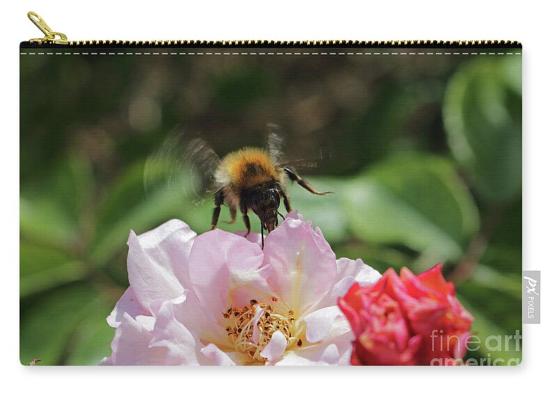 Bee On Rose Zip Pouch featuring the photograph Bee on Rose by Julia Gavin
