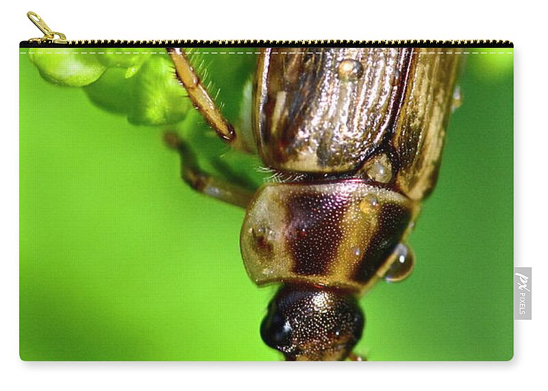 Wall Art Zip Pouch featuring the photograph Beetle by Jeffrey PERKINS