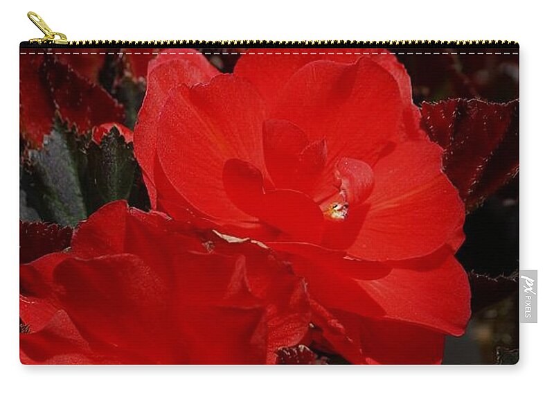 Begonias Zip Pouch featuring the photograph Begonia Duo by Tracey Vivar