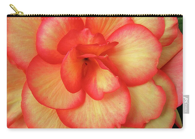Begonia Zip Pouch featuring the photograph Begonia No. 1 by Sandy Taylor