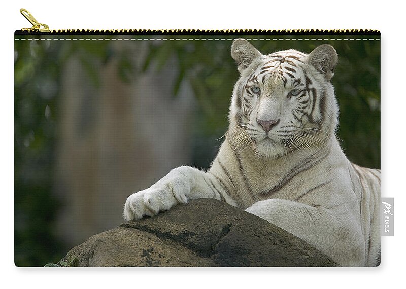 Mp Zip Pouch featuring the photograph Bengal Tiger Panthera Tigris Tigris by Cyril Ruoso