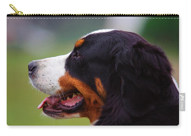 Lenny Rainbow Fine Art Photography Zip Pouch featuring the photograph Bernese Mountain Dog Profile by Jenny Rainbow