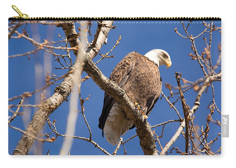 Bald Eagle Zip Pouch featuring the photograph Big Eagle by Linda Kerkau