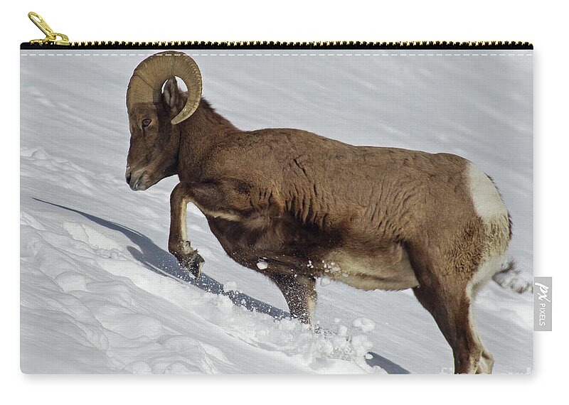 Sheep Zip Pouch featuring the photograph Big Horn Ram In Snow-Signed-#9793 by J L Woody Wooden