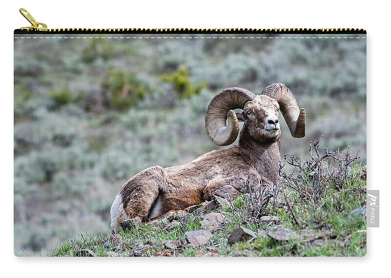 Ram Zip Pouch featuring the photograph Big Horn Sheep #2 by Scott Read