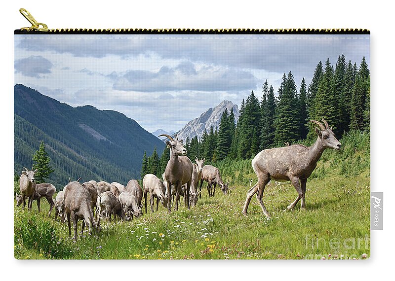 Bighorn Zip Pouch featuring the photograph Big horn sheep by Paul Quinn