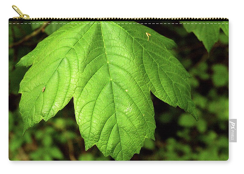 Leaves Zip Pouch featuring the photograph Big Leaf by Richard Denyer
