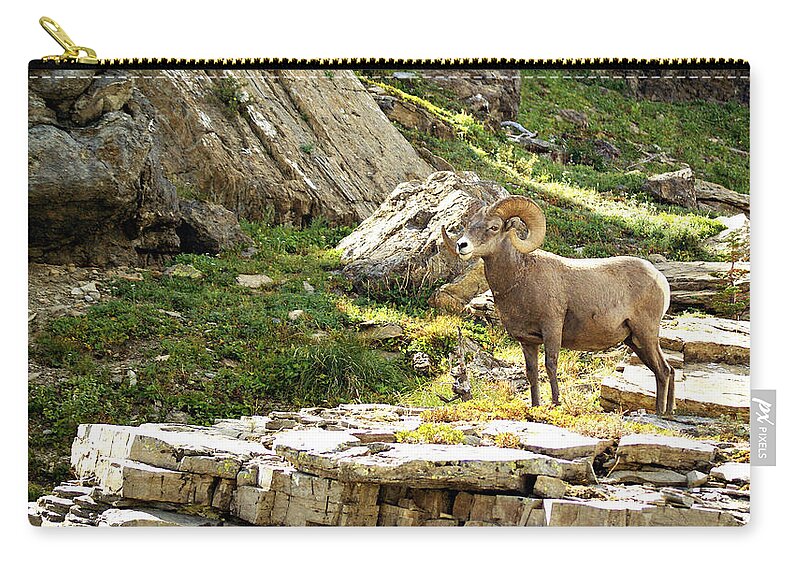 Wildlife Zip Pouch featuring the photograph Bighorn Proud 3 by Marty Koch
