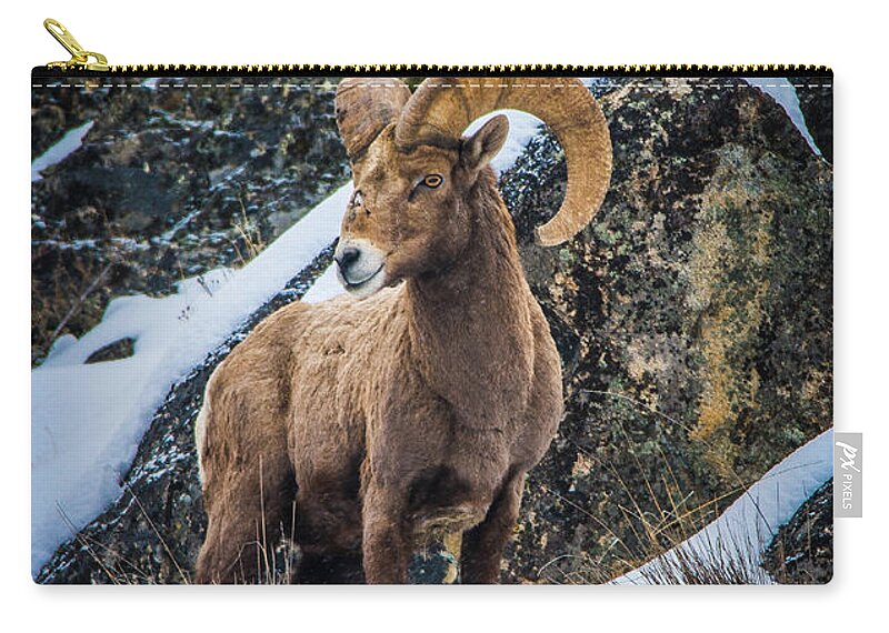 Bighorn Sheep Zip Pouch featuring the photograph Bighorn Ram 2 by Jason Brooks