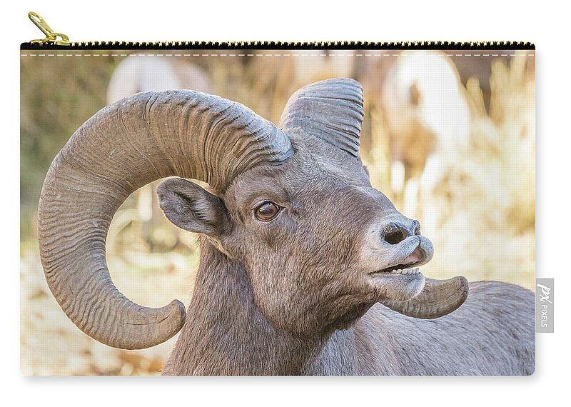 Bighorn Sheep Zip Pouch featuring the photograph Bighorn Ram Takes a Whiff by Tony Hake