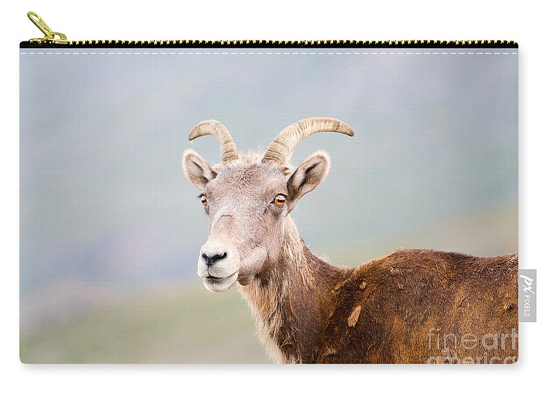Bighorn Sheep Zip Pouch featuring the photograph Bighorn Sheep on Mount Evans Colorado by Steven Krull