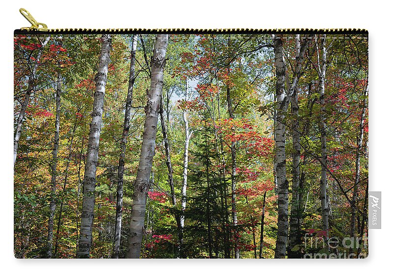 Forest Zip Pouch featuring the photograph Birches in fall forest by Elena Elisseeva