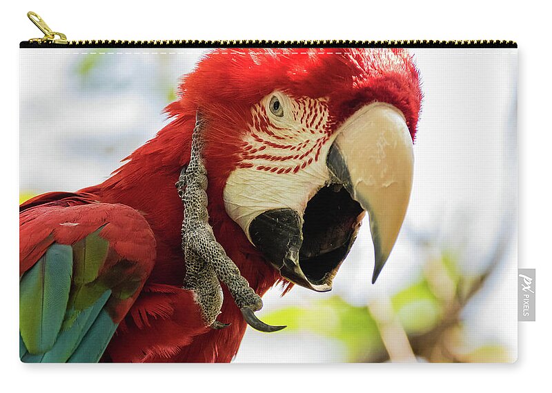 Jay Stockhaus Zip Pouch featuring the photograph Bird Face by Jay Stockhaus