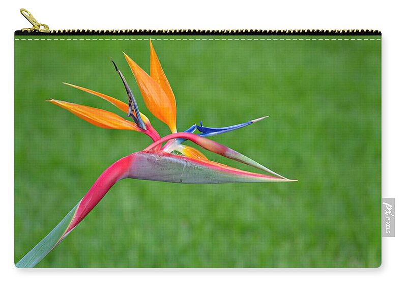 Bird Of Paradise Carry-all Pouch featuring the photograph Bird of Paradise by Carolyn Mickulas